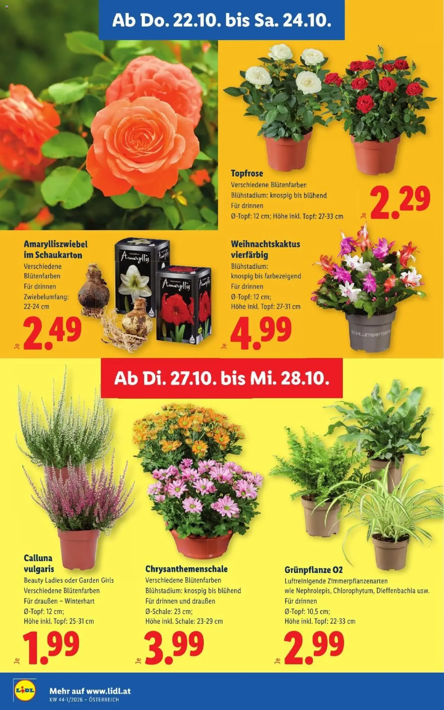 Lidl Flugblatt - Gültiger Prospekt ab 22.10.2026, Seite 32 von insgesamt 53