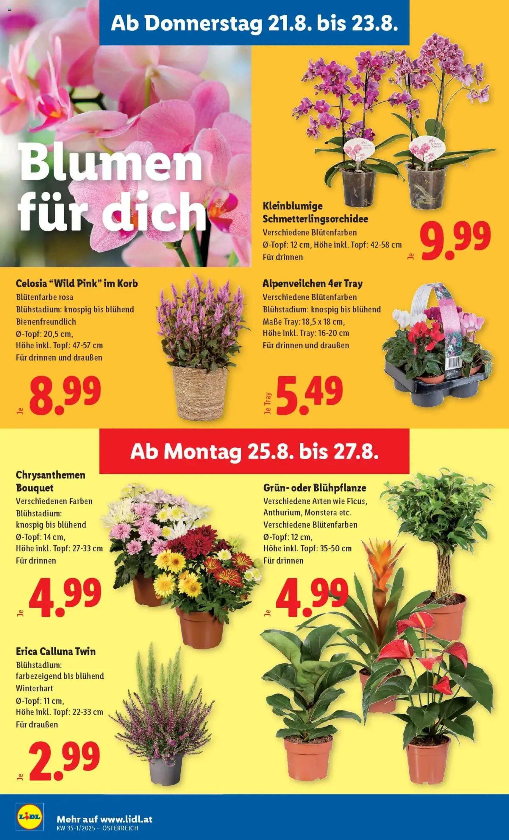 Lidl Flugblatt - Gültiger Prospekt ab 21.08.2025, Seite 28 von insgesamt 45