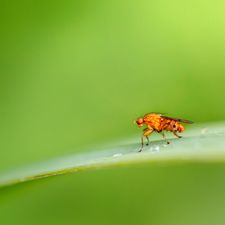 How to get rid of fruit flies in the house forever!