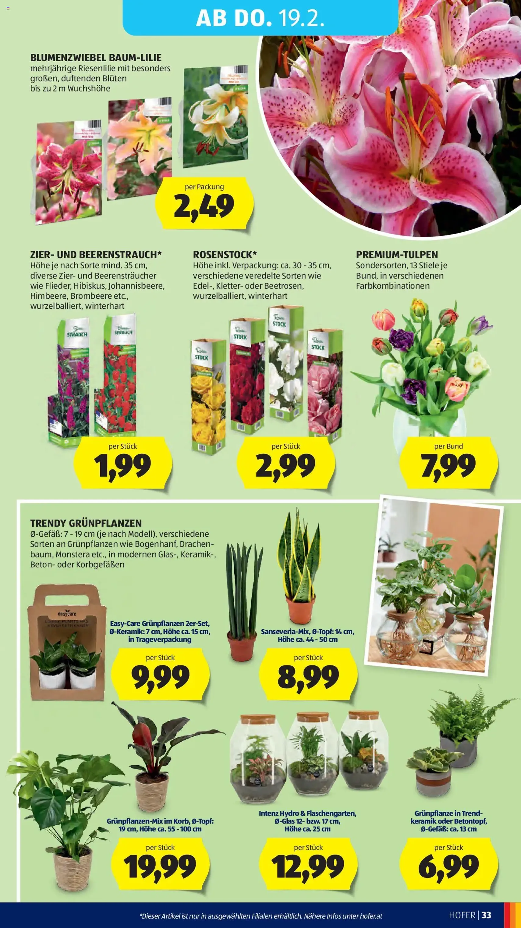Hofer Flugblatt - Gültiger Prospekt ab 13.02.2026, Seite 37 von insgesamt 41