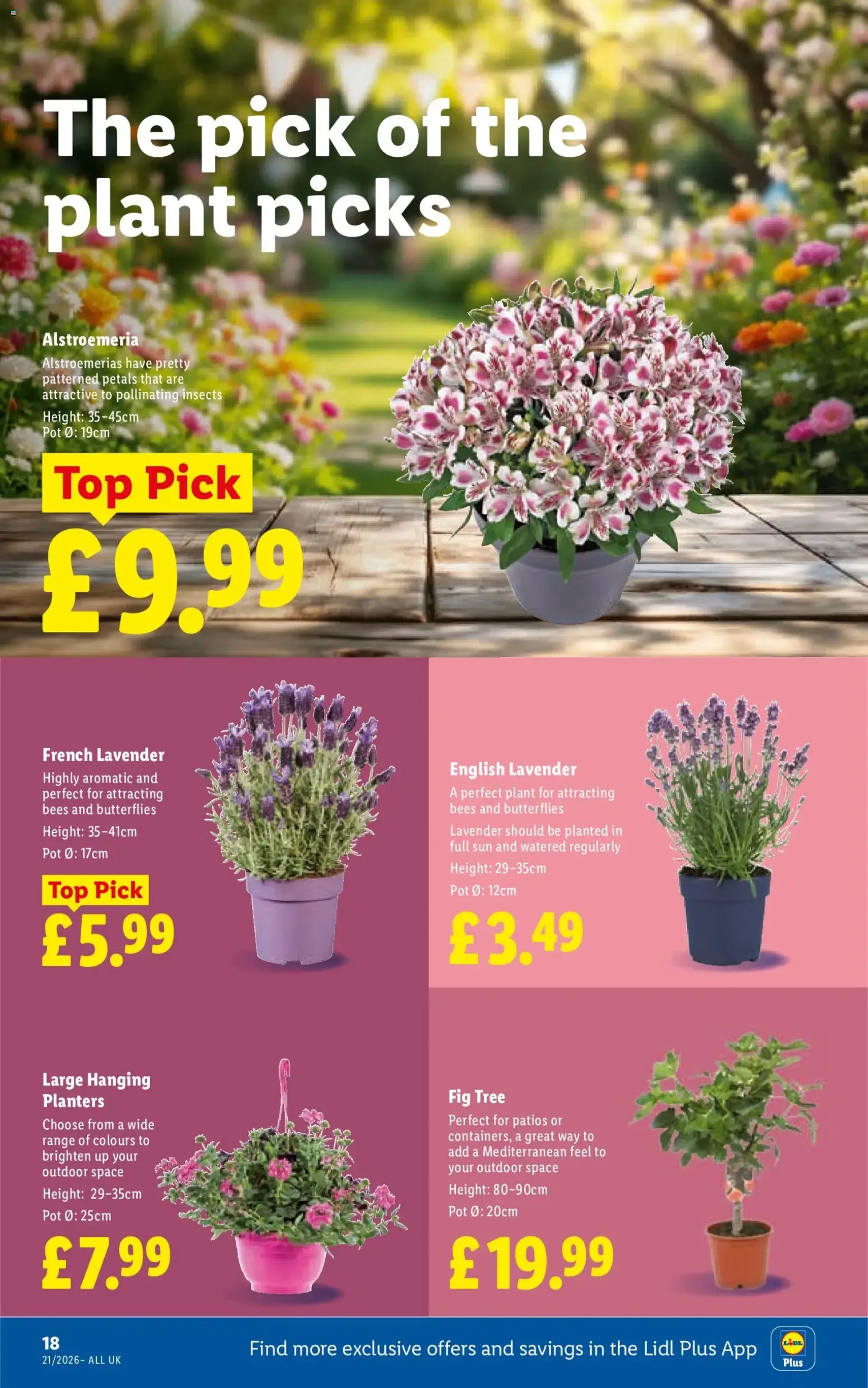Lidl - Weekly - valid flyer from 21/05/2026, page 22 of 33