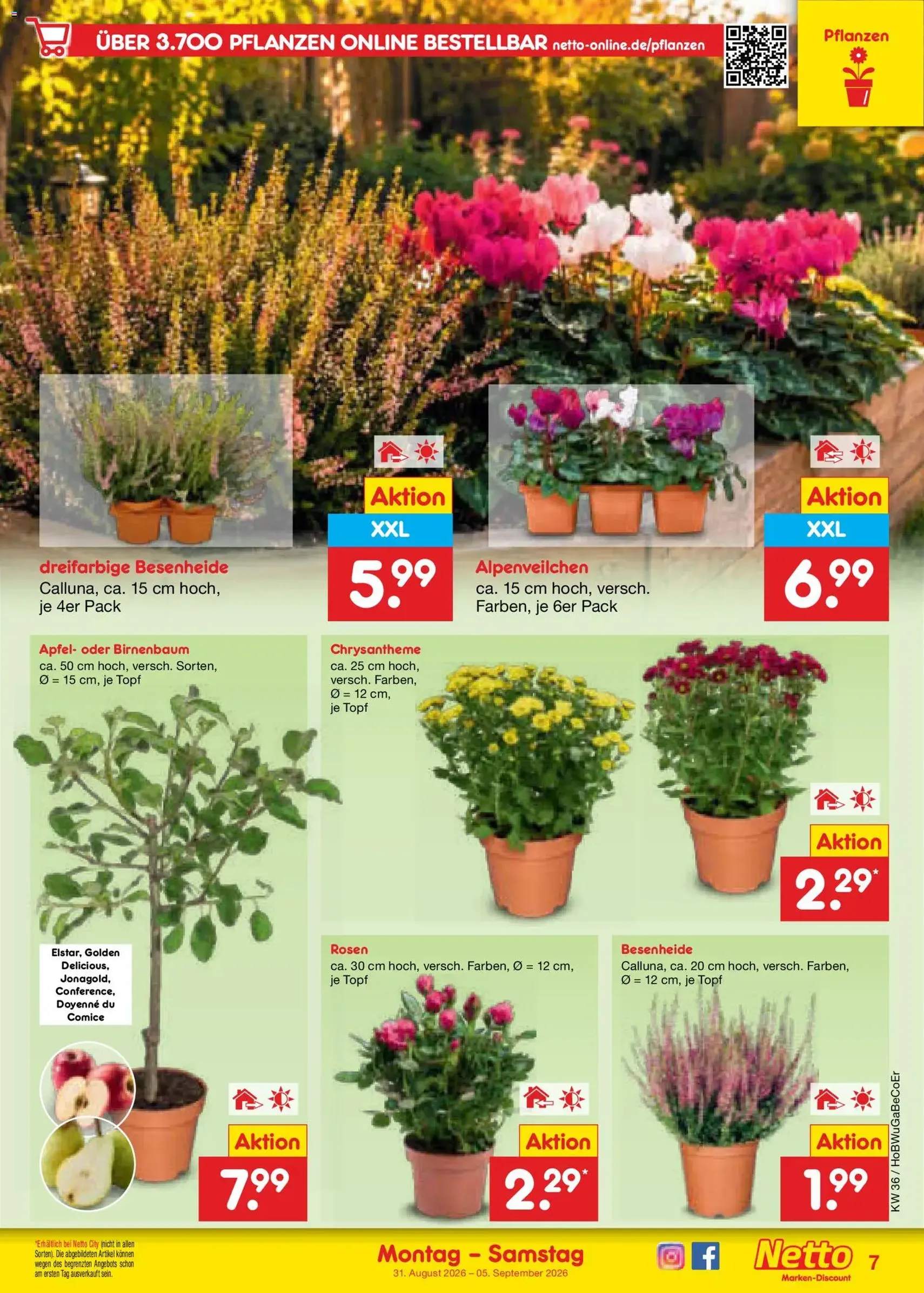 Netto Marken-Discount Prospekt - Gültiger Prospekt ab 31.08.2026, Seite 9 von insgesamt 66