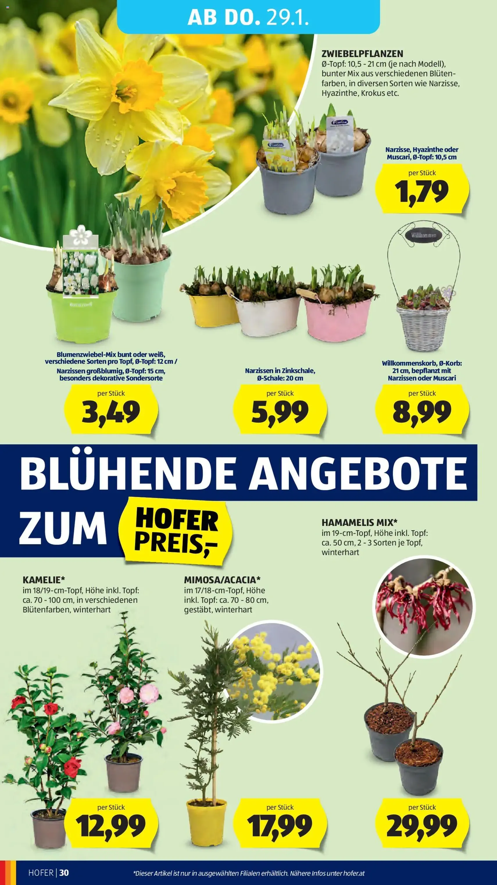 Hofer Flugblatt - Gültiger Prospekt ab 23.01.2026, Seite 34 von insgesamt 45