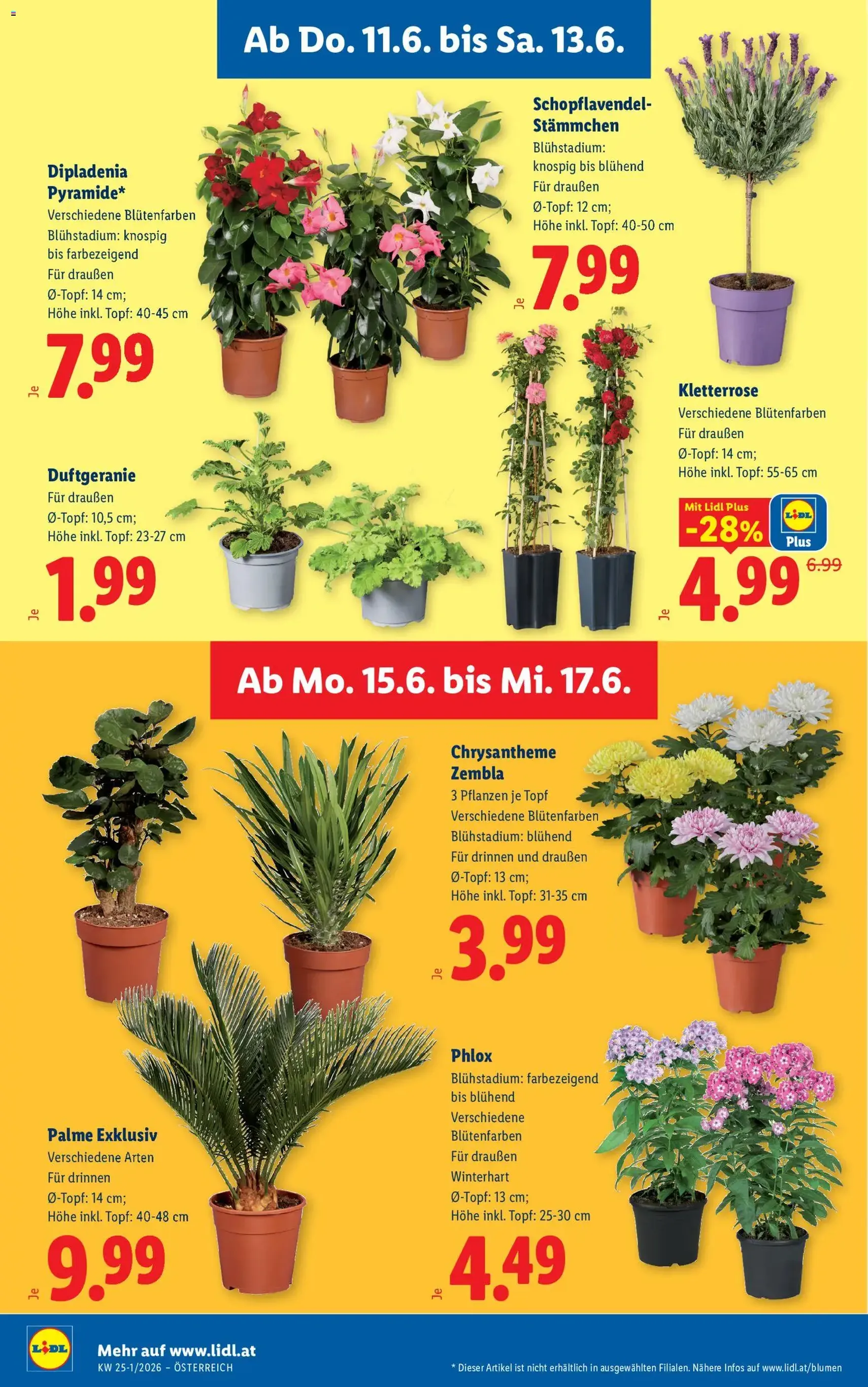 Lidl Flugblatt - Gültiger Prospekt ab 11.06.2026, Seite 34 von insgesamt 58