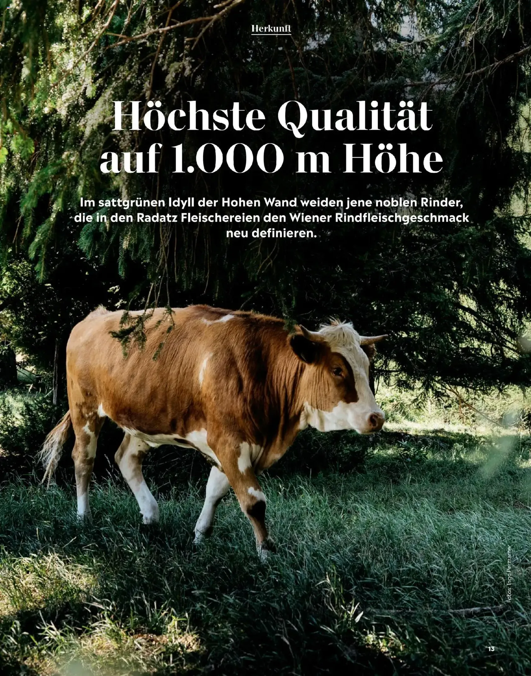 Radatz Schmeckt - Gültiger Prospekt ab 01.11.2025, Seite 13 von insgesamt 60