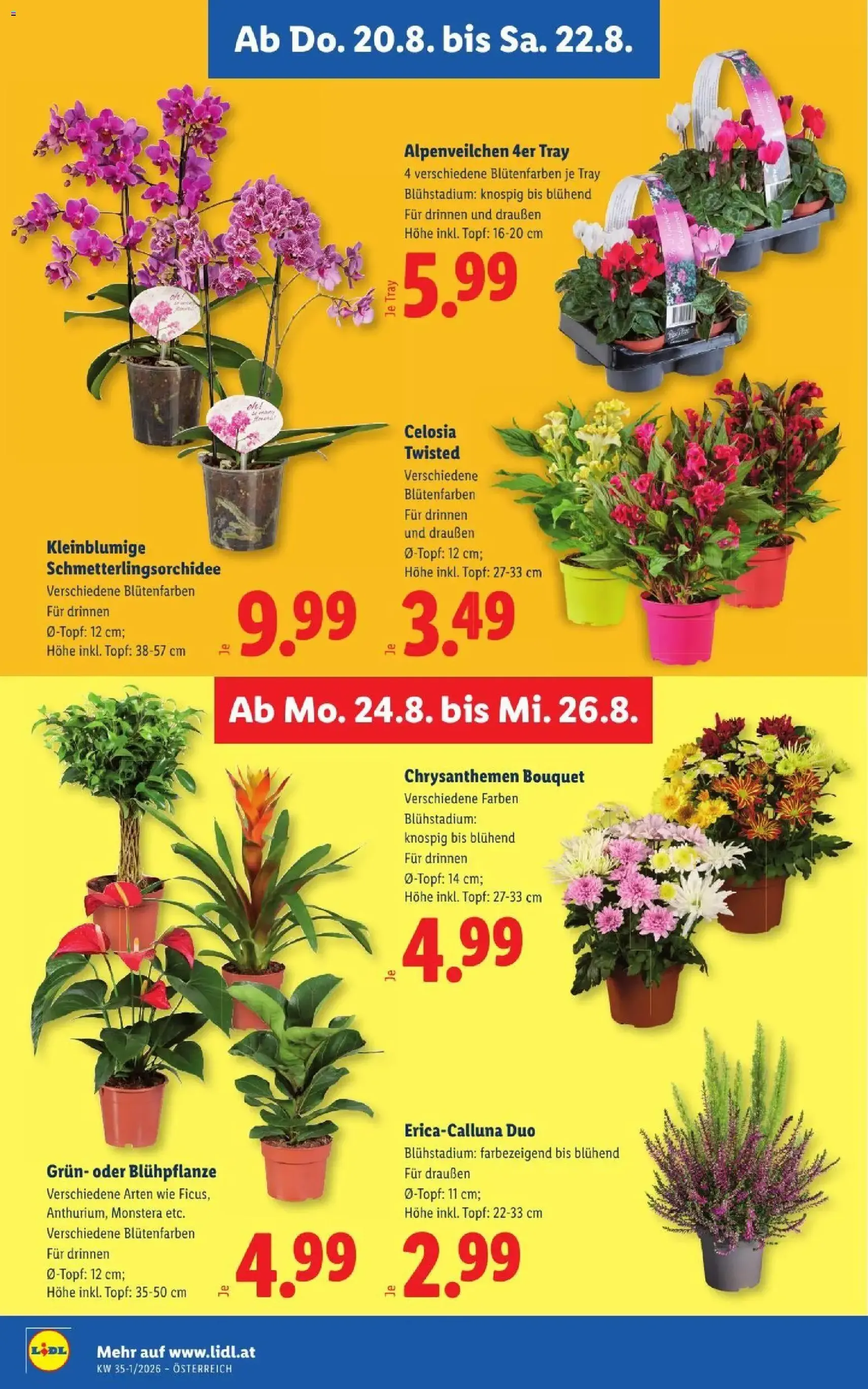 Lidl - Flugblatt - Gültiger Prospekt ab 20.08.2026, Seite 30 von insgesamt 55