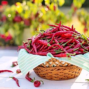 Previsualización de la receta Pimientos choriceros