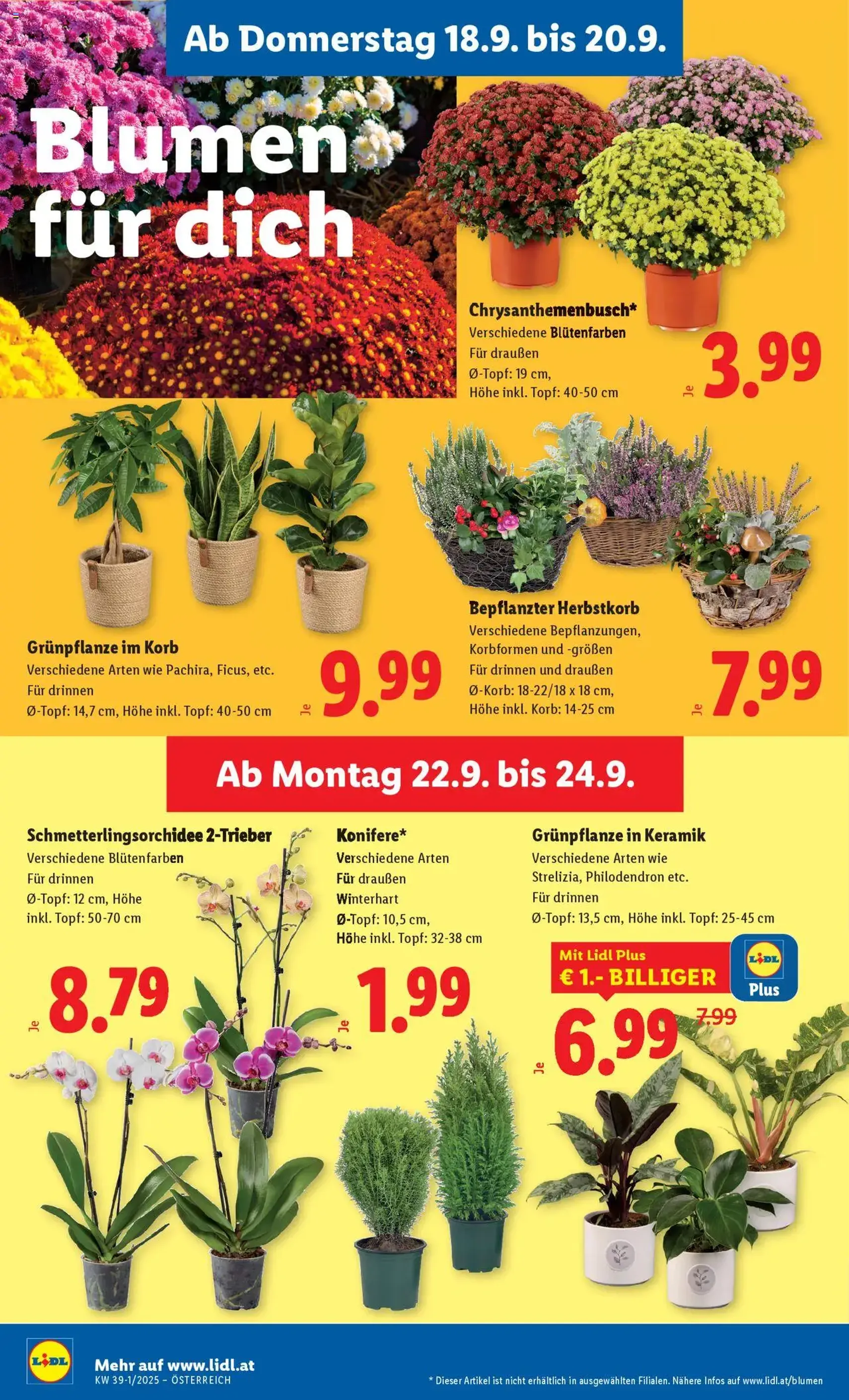 Lidl Flugblatt - Gültiger Prospekt ab 18.09.2025, Seite 24 von insgesamt 44