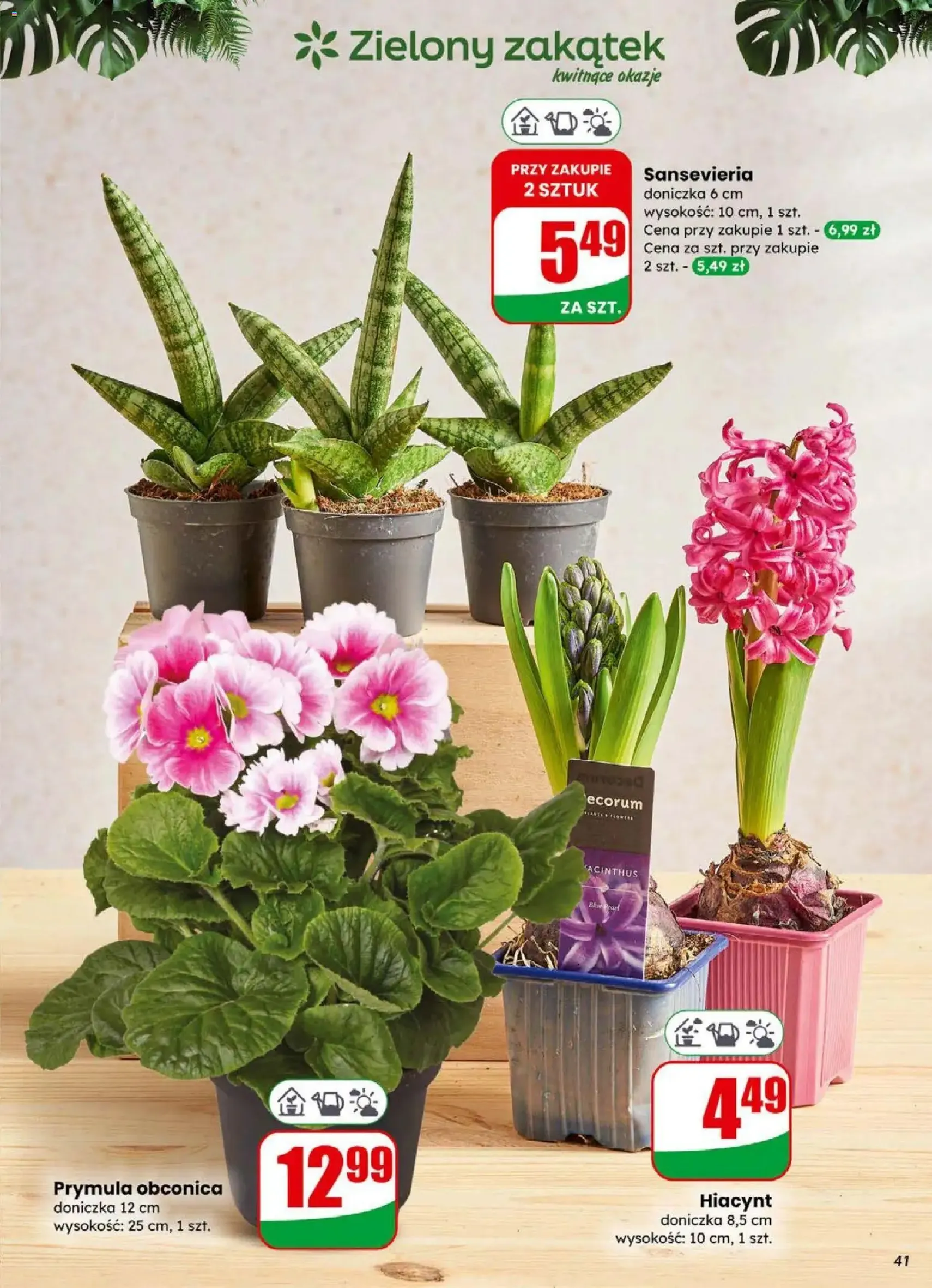 Dino Gazetka - ważny gazetka od 31.12.2025 strona 41 z 71