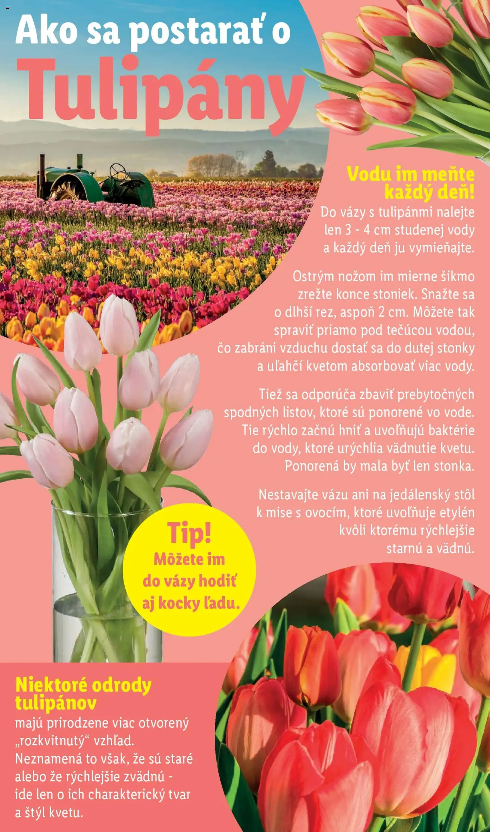 Lidl leták - platný leták od 16.02.2026 strana 36 z 95