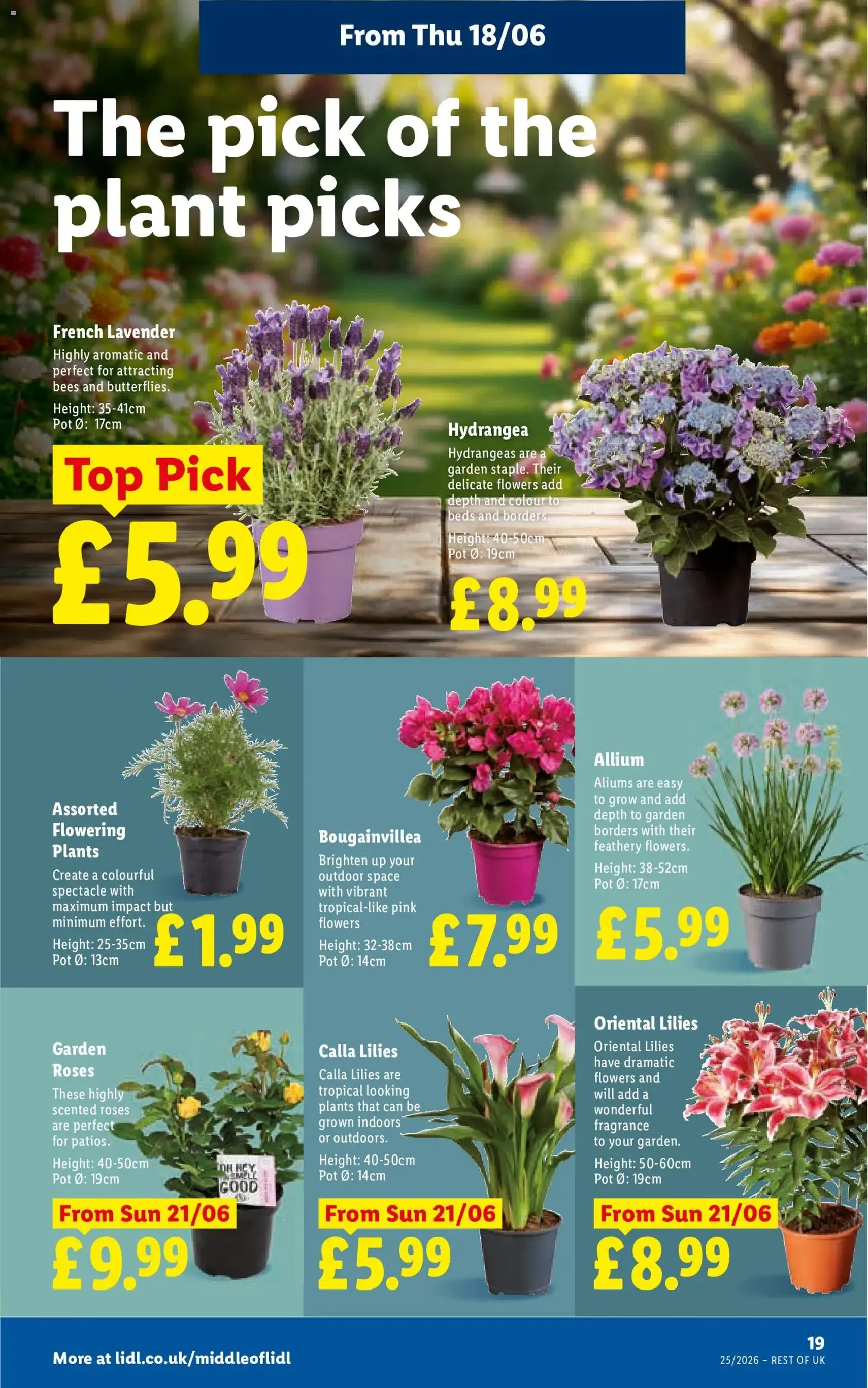 Weekly offers Lidl - valid flyer from 18/06/2026, page 21 of 27