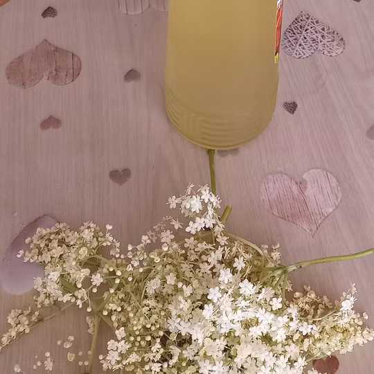 Anteprima ricetta Sciroppo di Sambuco