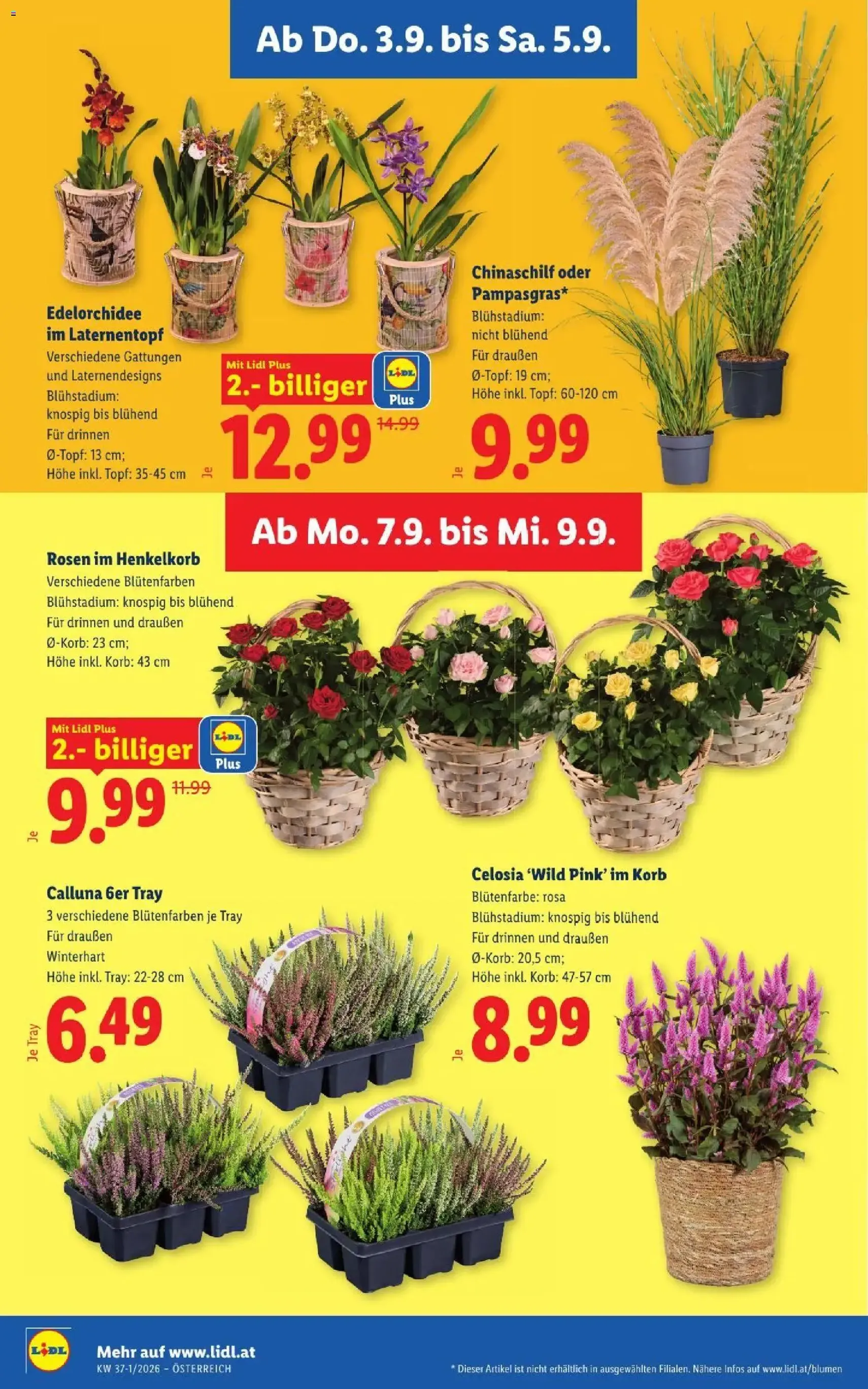 Lidl - Flugblatt - Gültiger Prospekt ab 03.09.2026, Seite 28 von insgesamt 55