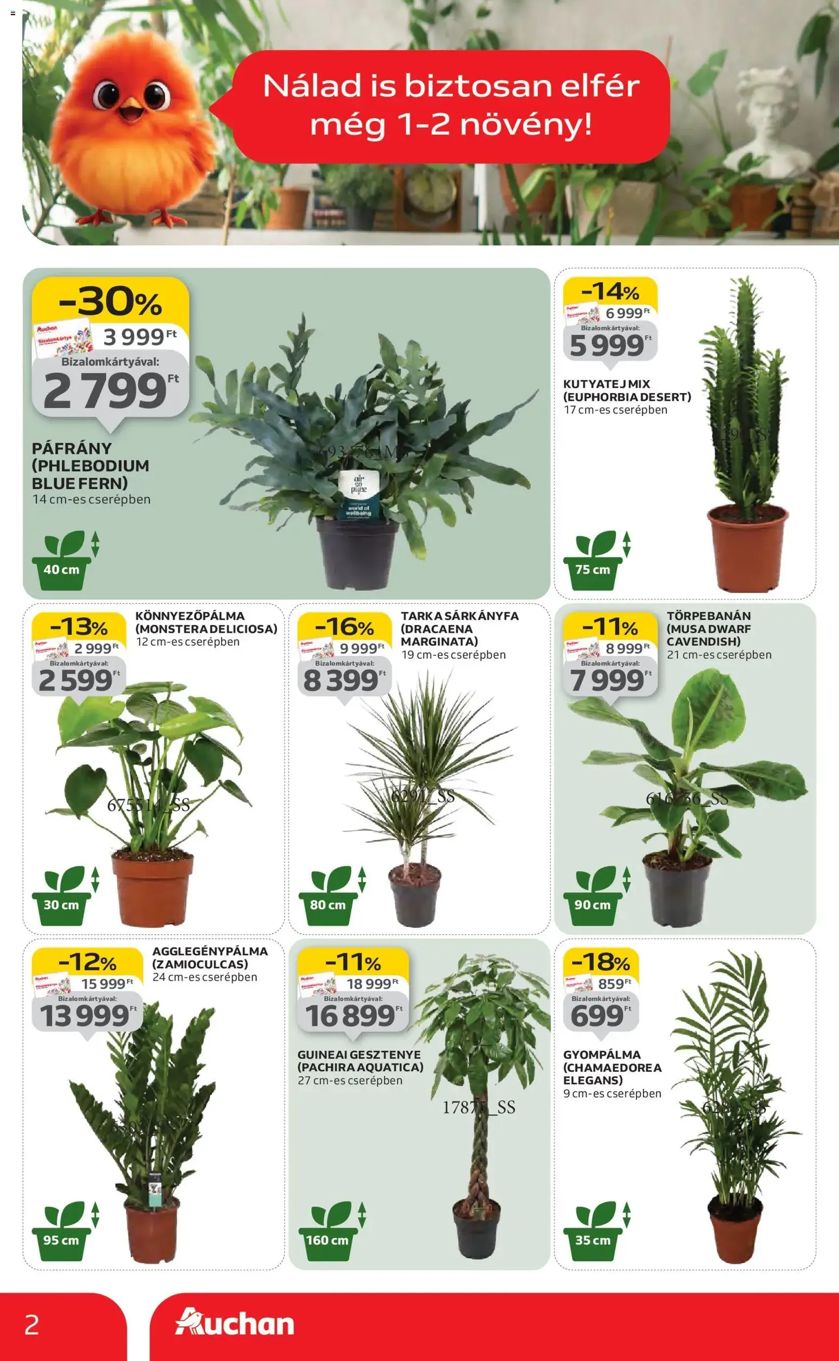 Auchan Akciós újság - 2026.01.22. érvényes szórólap 2 oldal 44 oldalból