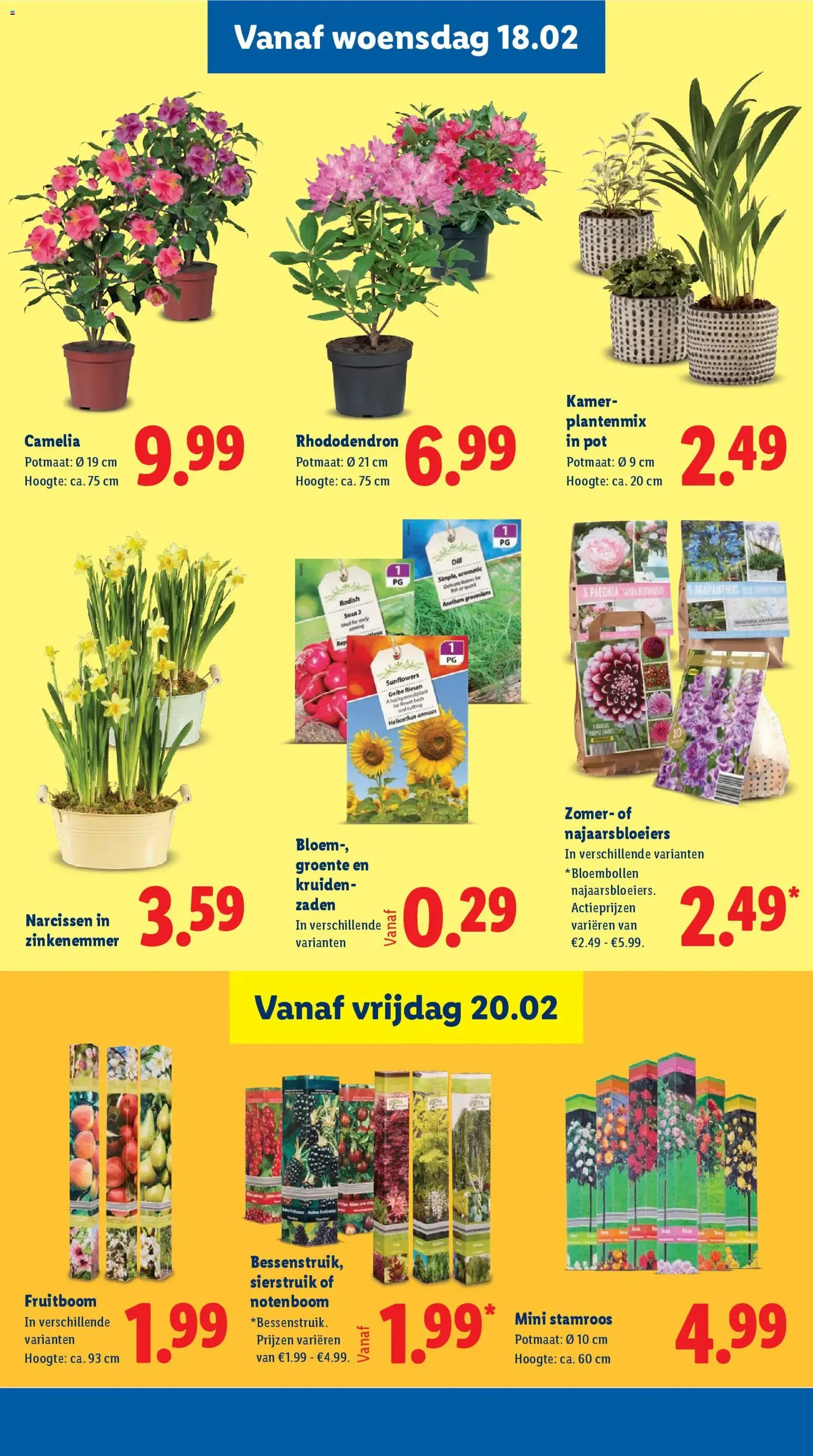 Lidl - Folder week 8 - geldige folder vanaf 16-02-2026 pagina 15 van 42