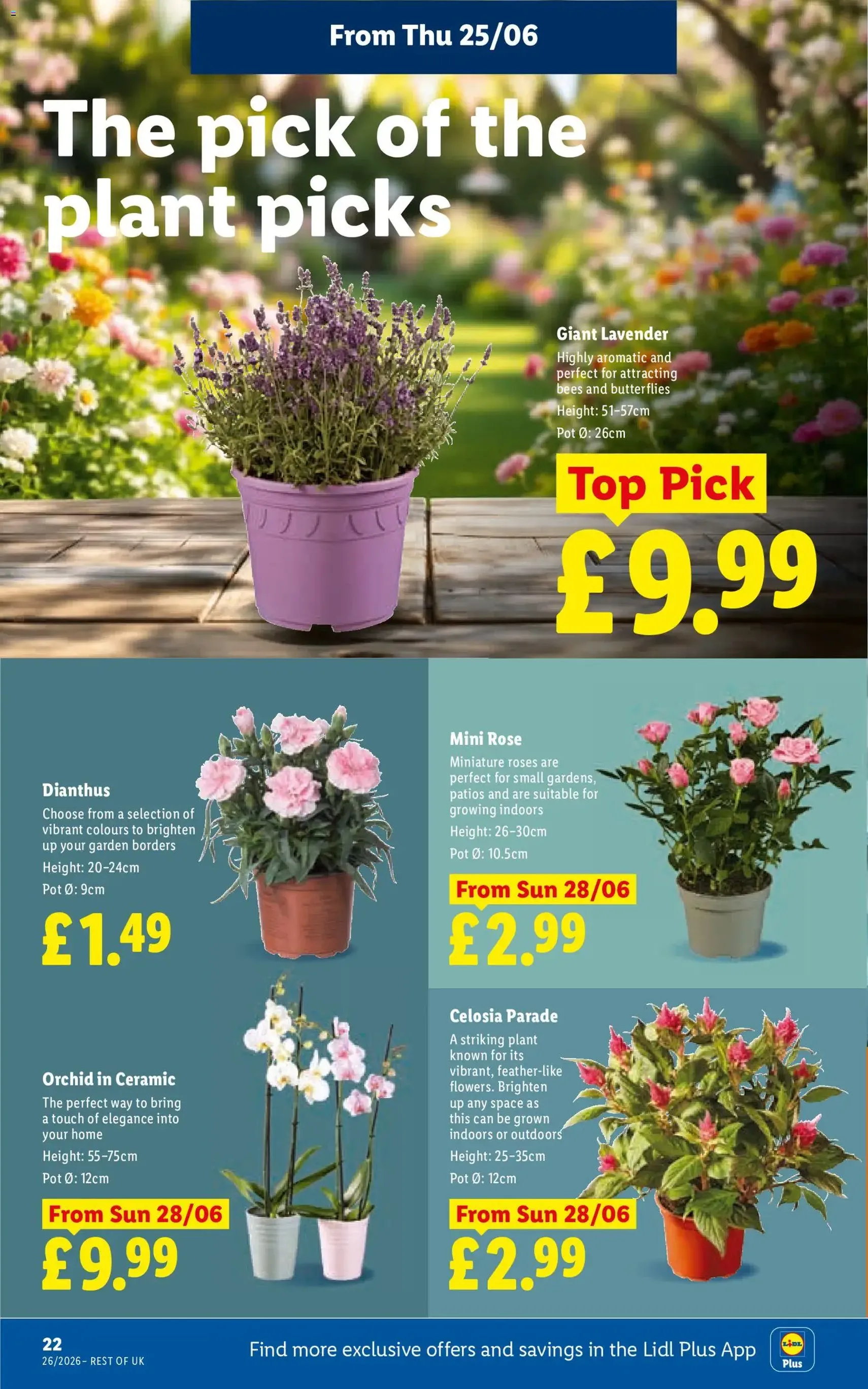 Weekly offers Lidl - valid flyer from 25/06/2026, page 24 of 31
