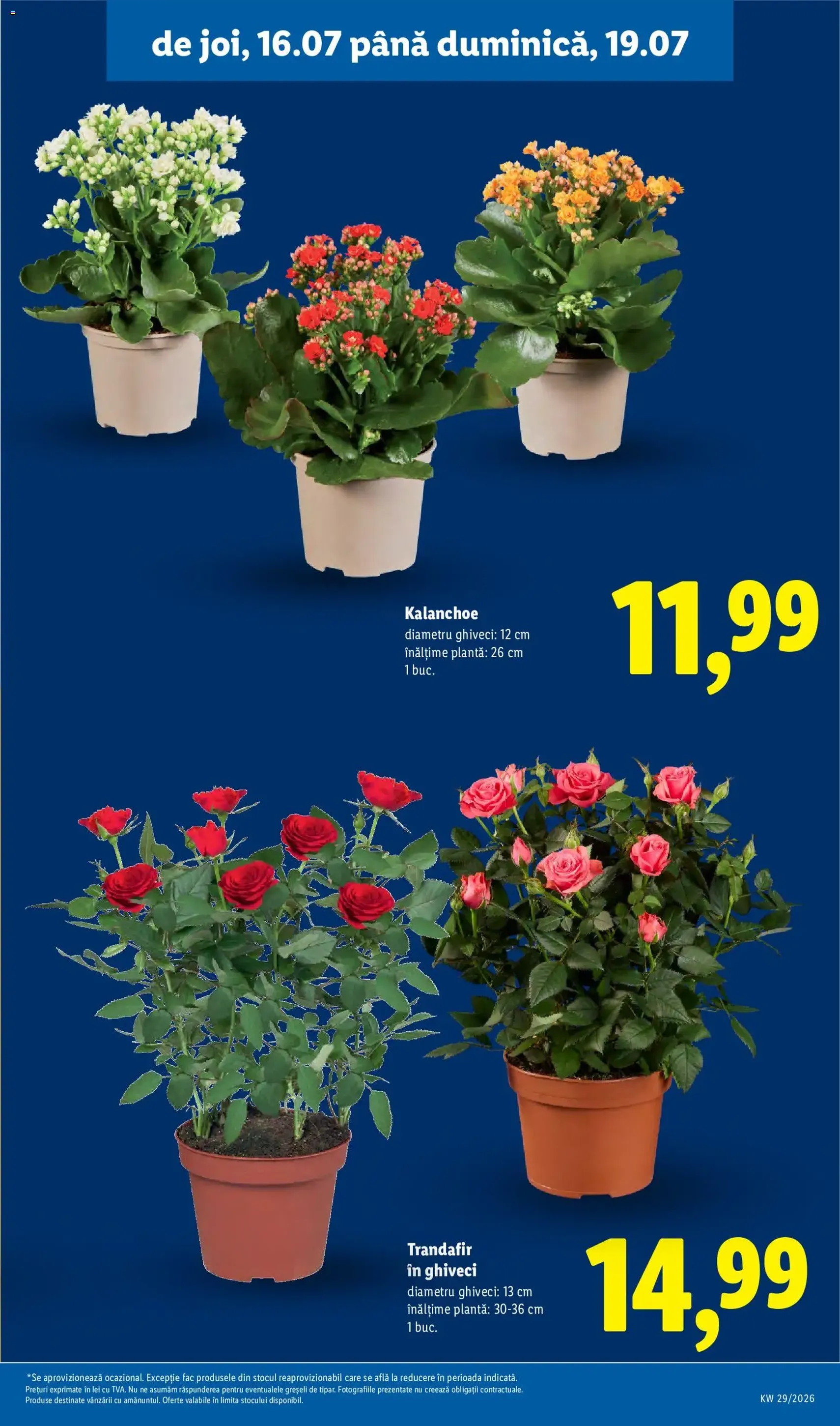 Lidl Catalog - cataloage valabile începând cu 13.07.2026 pagina 61 din 100