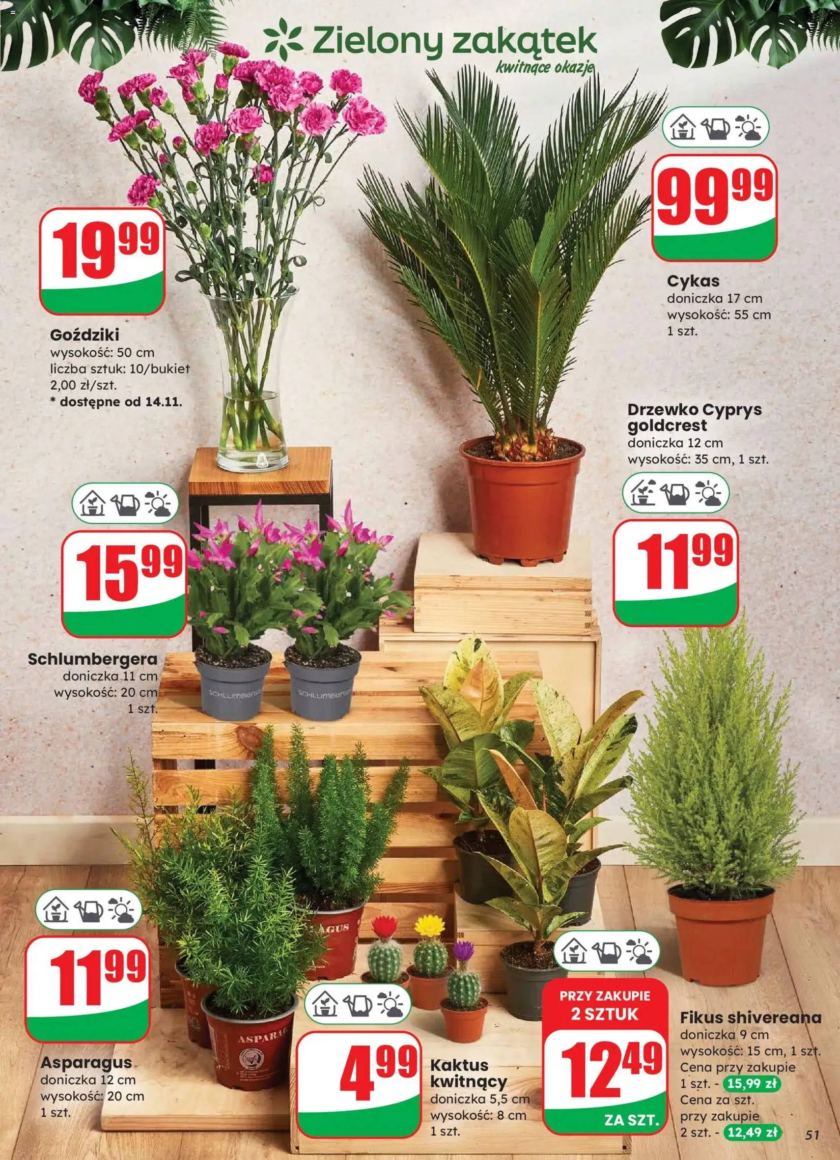 Dino Gazetka - ważny gazetka od 12.11.2025 strona 51 z 73