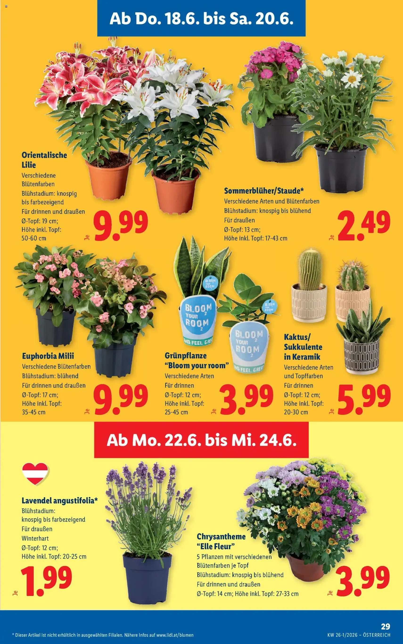 Lidl Flugblatt - Gültiger Prospekt ab 18.06.2026, Seite 37 von insgesamt 59