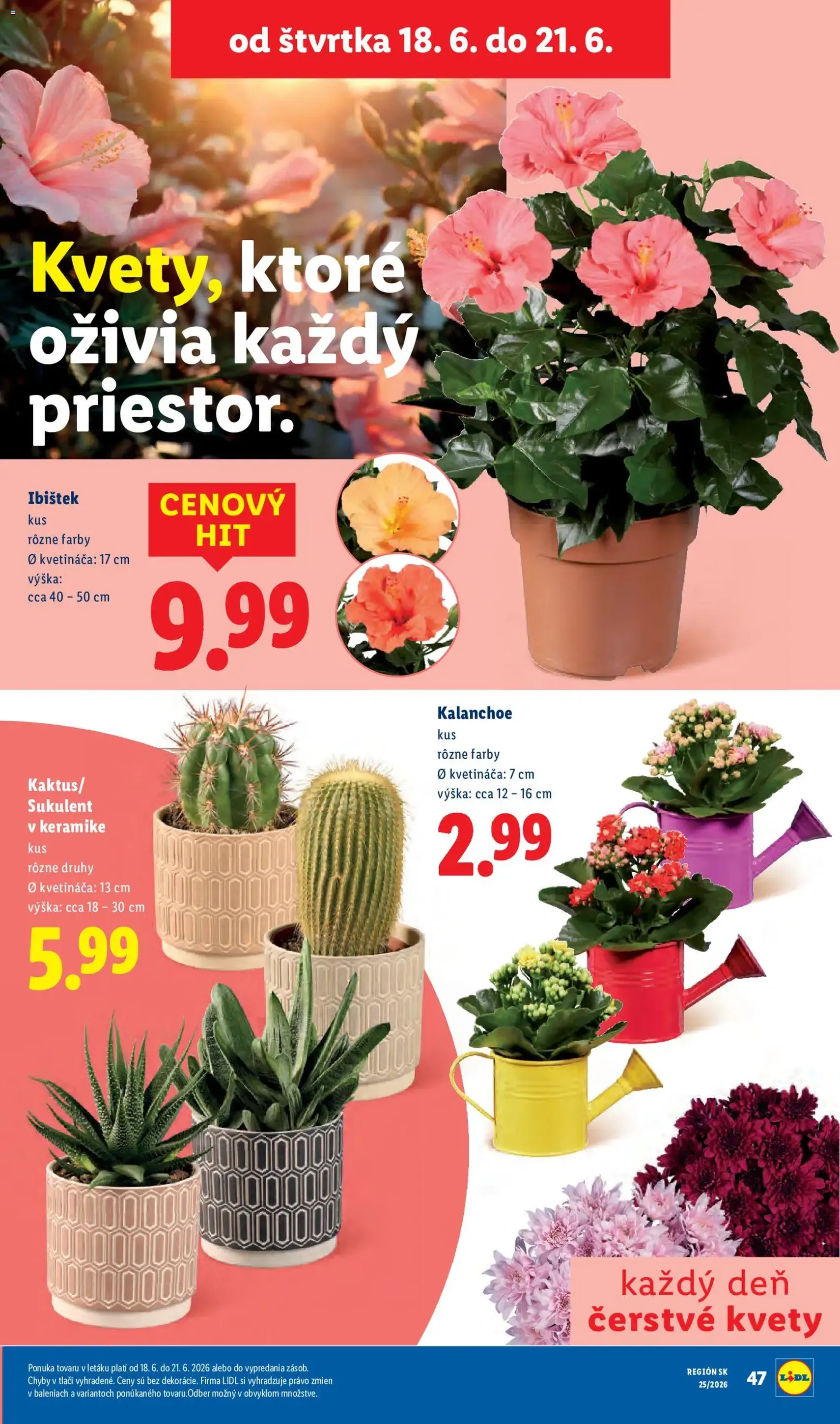 Lidl leták - platný leták od 15.06.2026 strana 79 z 101