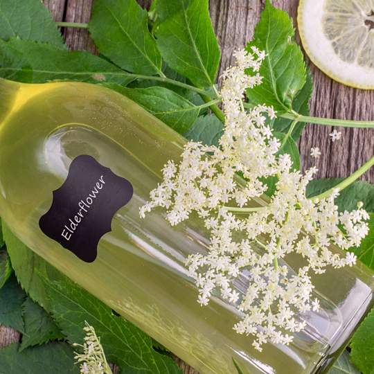 Náhled receptu Bezinkový sirup s citronem