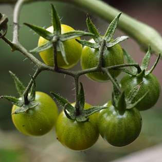 Recipe preview How to make Simple Green Tomato Relish