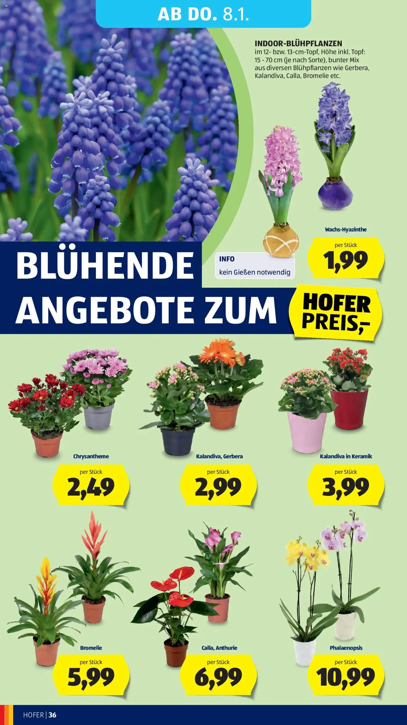 Hofer Flugblatt - Gültiger Prospekt ab 02.01.2026, Seite 40 von insgesamt 45