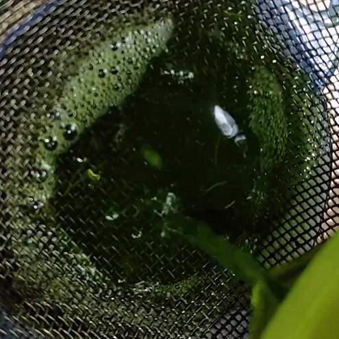 Liquore al finocchietto - procedimento 1