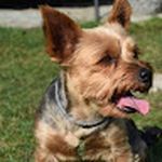 Profilová fotka používateľa