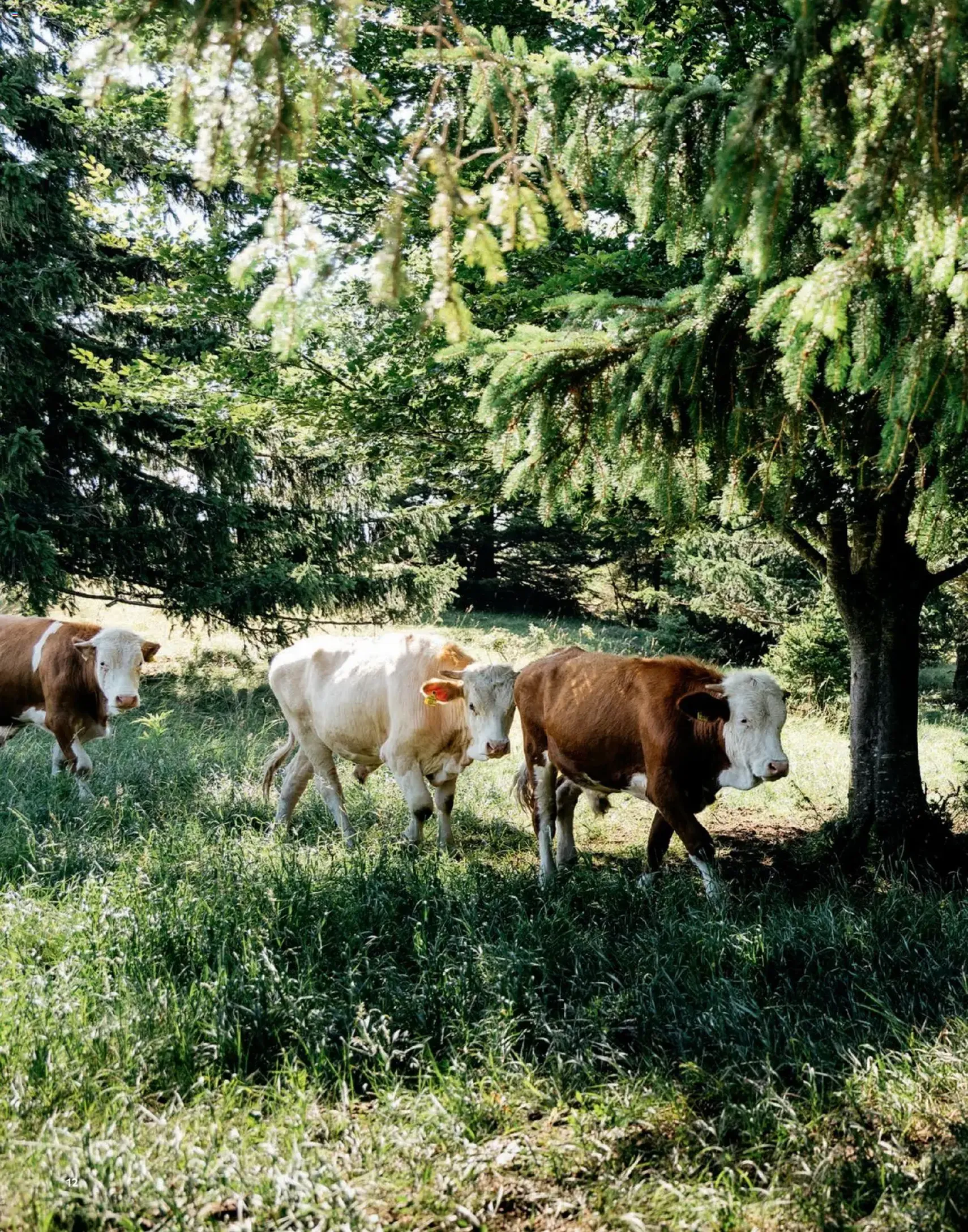 Radatz Schmeckt - Gültiger Prospekt ab 01.11.2025, Seite 12 von insgesamt 60