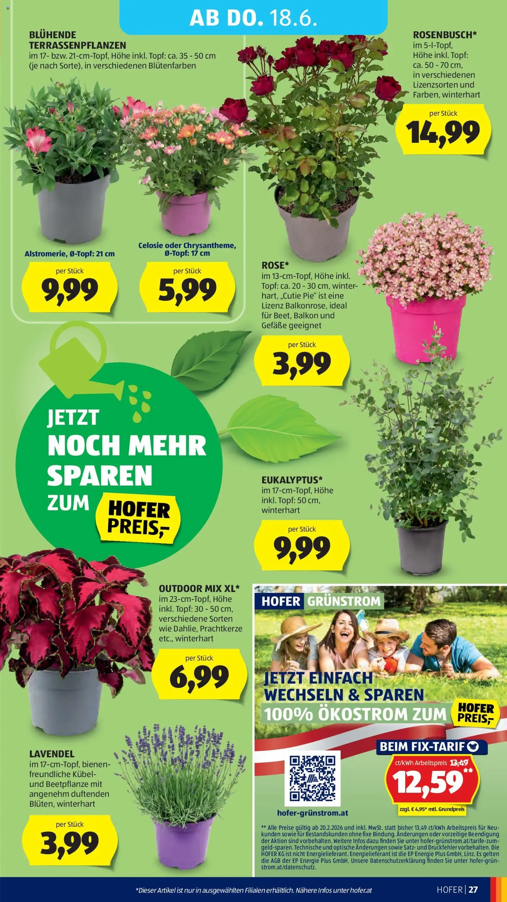 Hofer Flugblatt - Gültiger Prospekt ab 12.06.2026, Seite 31 von insgesamt 42